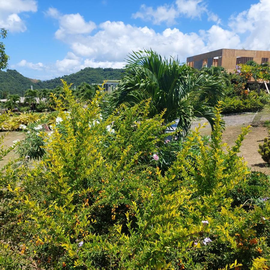 Diamond View Cottages Roseau Bagian luar foto